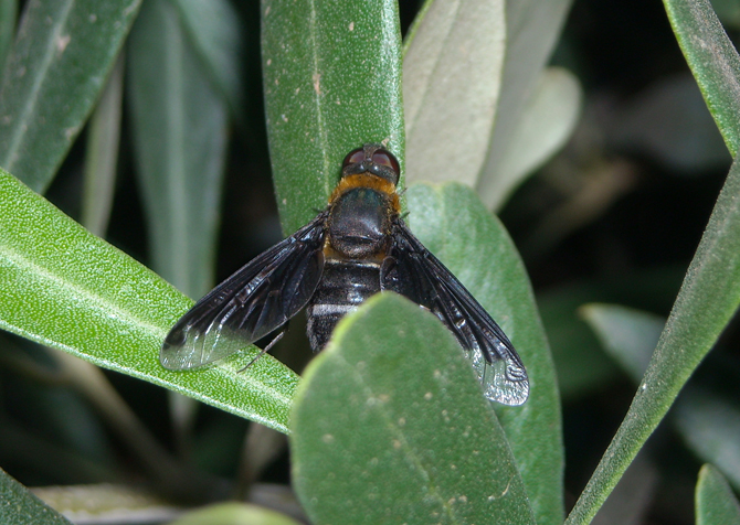 Hemipenthes velutina (Bombiilydae)