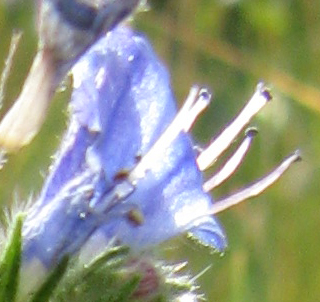 Echium sp.