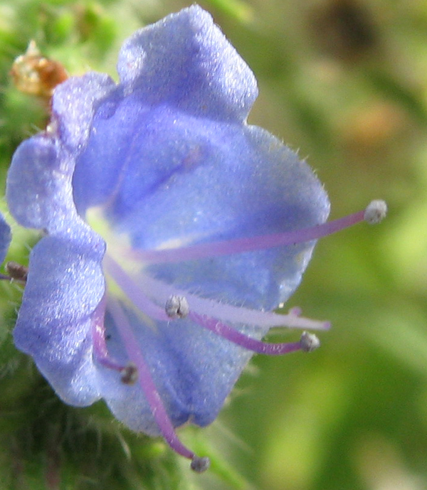 Echium sp.