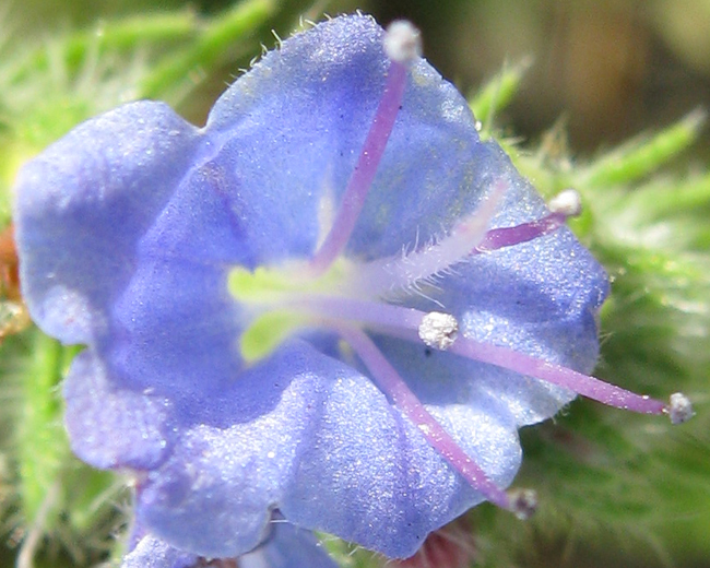 Echium sp.