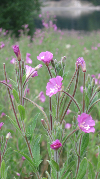 Chamaenerion angustifolium (ex Epilobium angustifolium) ed Epilobium hirsutum