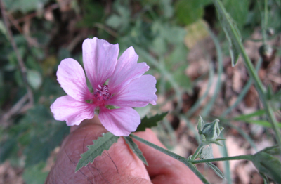 Althaea cannabina