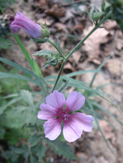 Althaea cannabina