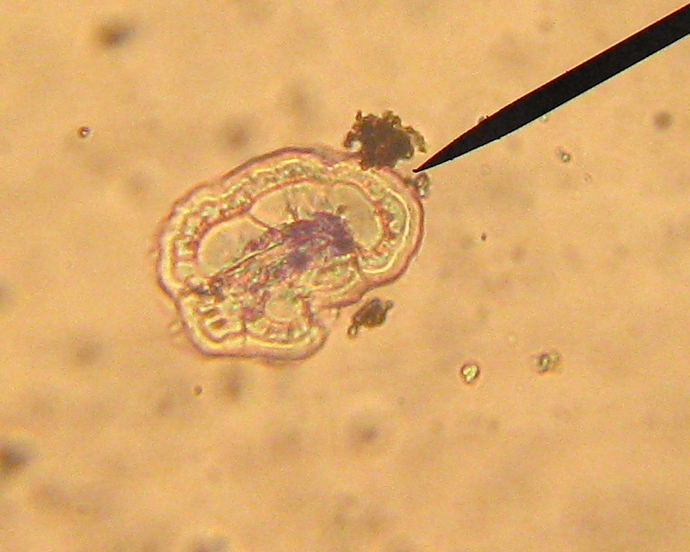 Fungo da riconoscere (cfr. Hypoxylon sp.)
