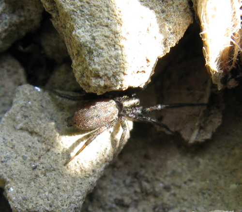 Gnaphosidae