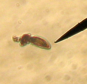 Fungo da riconoscere (cfr. Hypoxylon sp.)