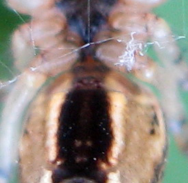 Metellina sp.