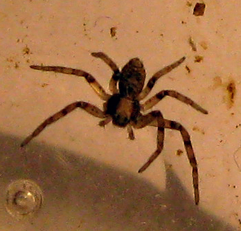 Philodromus sp.