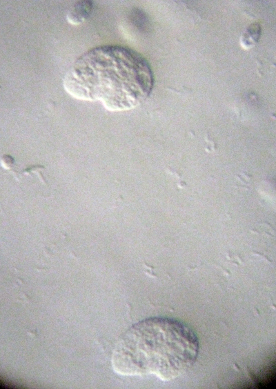 ANDREAeANTO:lavori in corso II