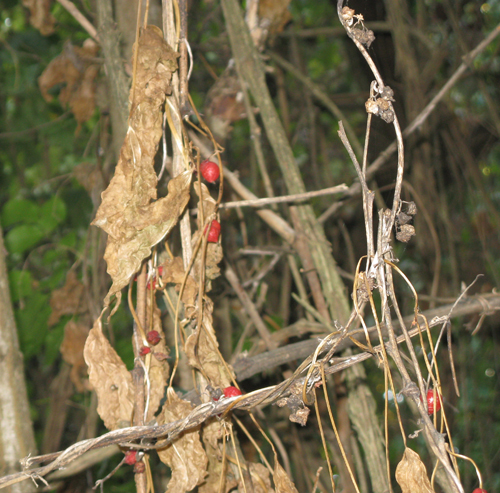 Tamus communis