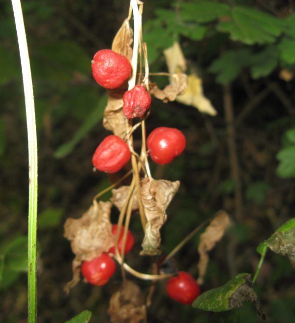 Tamus communis