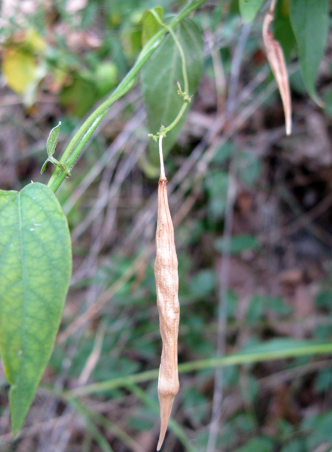Vincetoxicum hirundinaria / Vincetossico comune