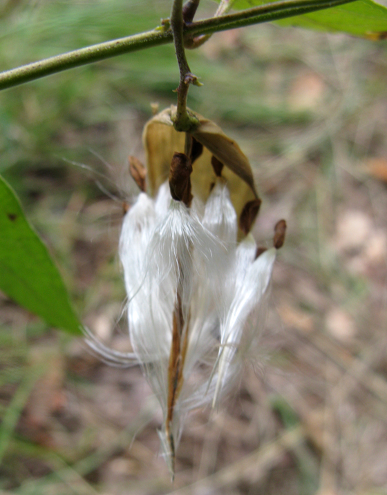 Vincetoxicum hirundinaria / Vincetossico comune