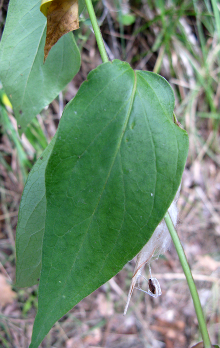 Vincetoxicum hirundinaria / Vincetossico comune