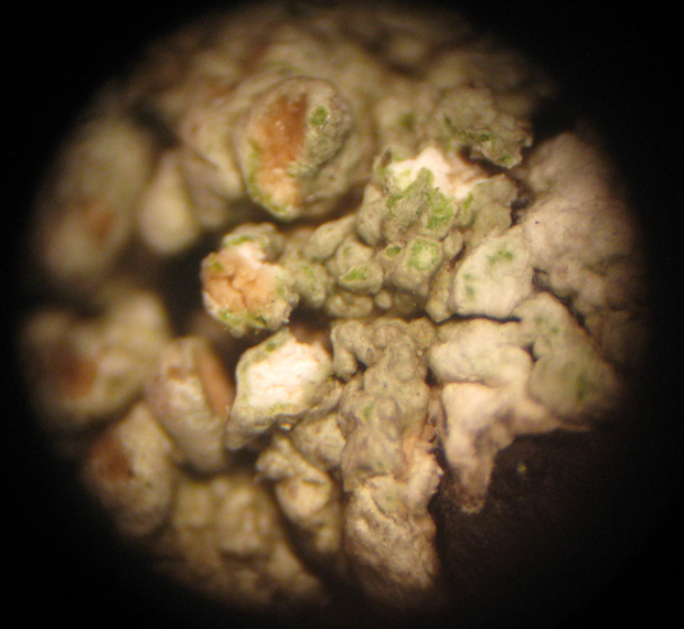 Riconoscimento licheni vari 2