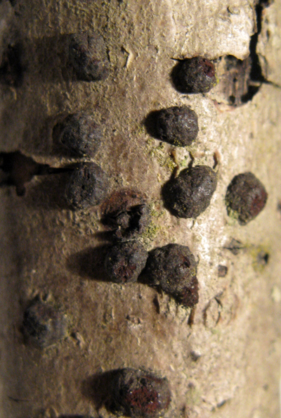 Fungo da riconoscere (cfr. Hypoxylon sp.)