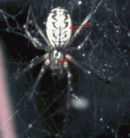 Linyphiidae