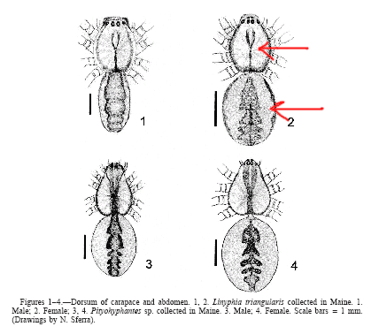 Linyphiidae