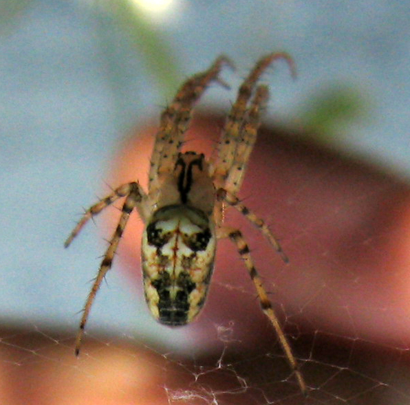Metellina sp.