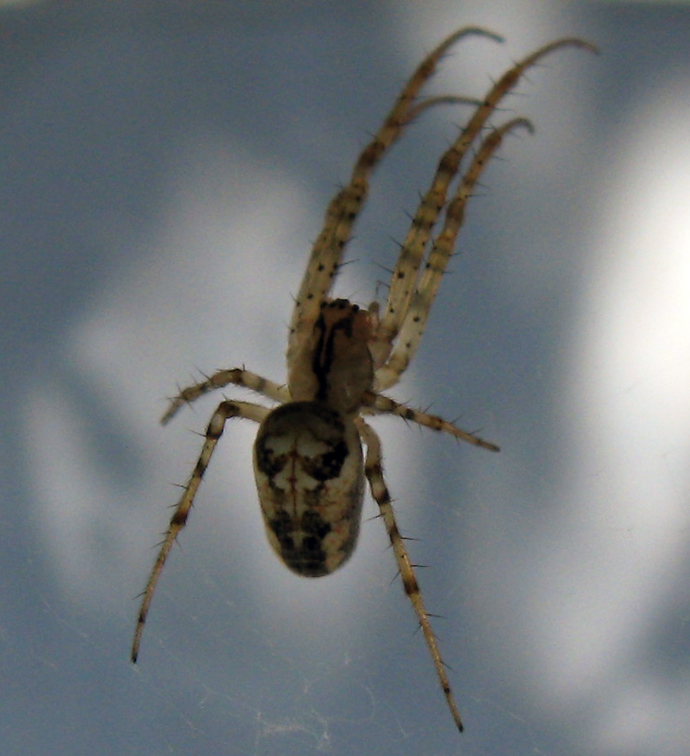 Metellina sp.