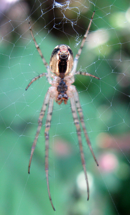 Metellina sp.