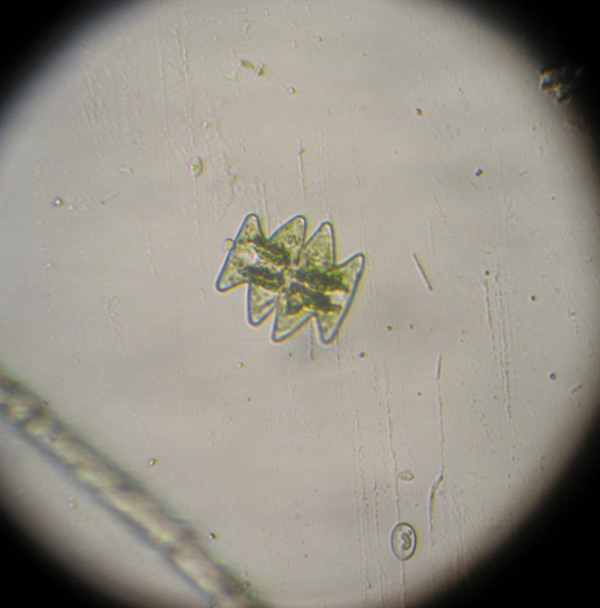 Micrasterias sp. ?