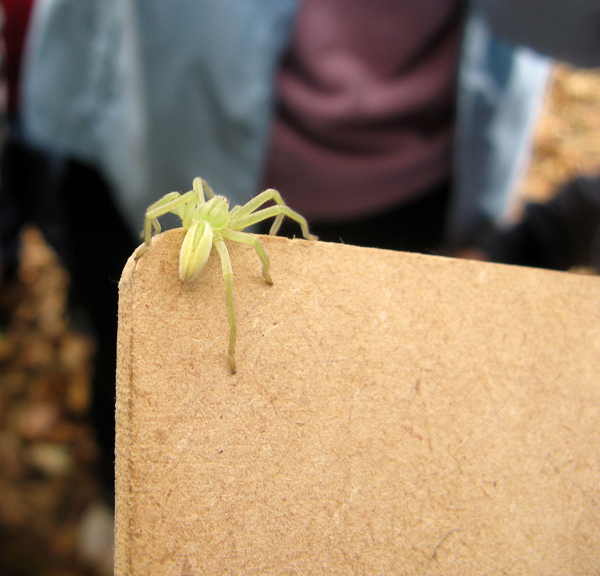 Conferma per Micrommata virescens