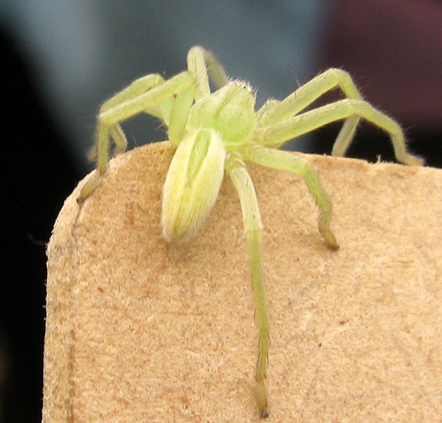 Conferma per Micrommata virescens