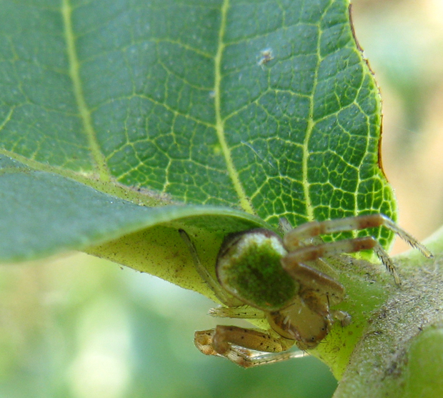 Ebrechtella tricuspidata