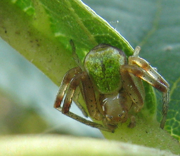 Ebrechtella tricuspidata
