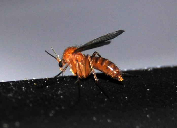 Mycetophila fungorum presumo