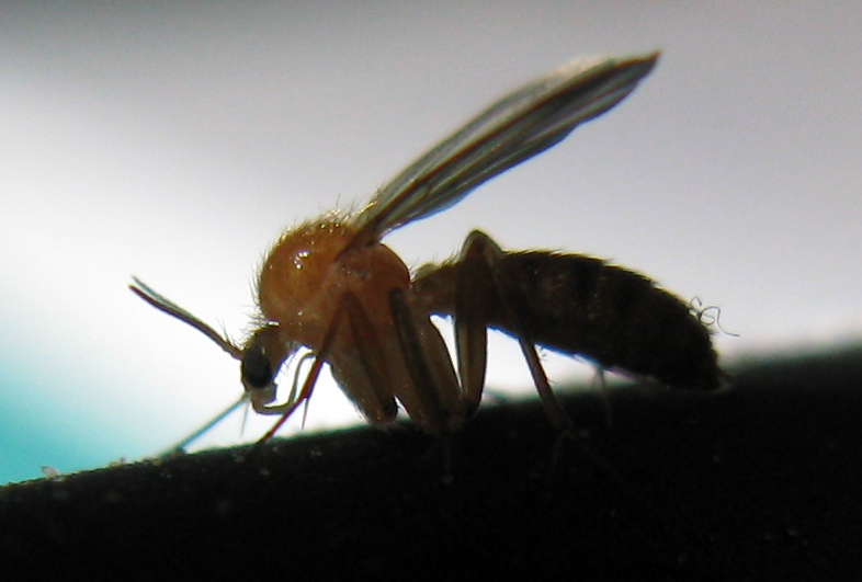 Mycetophila fungorum presumo