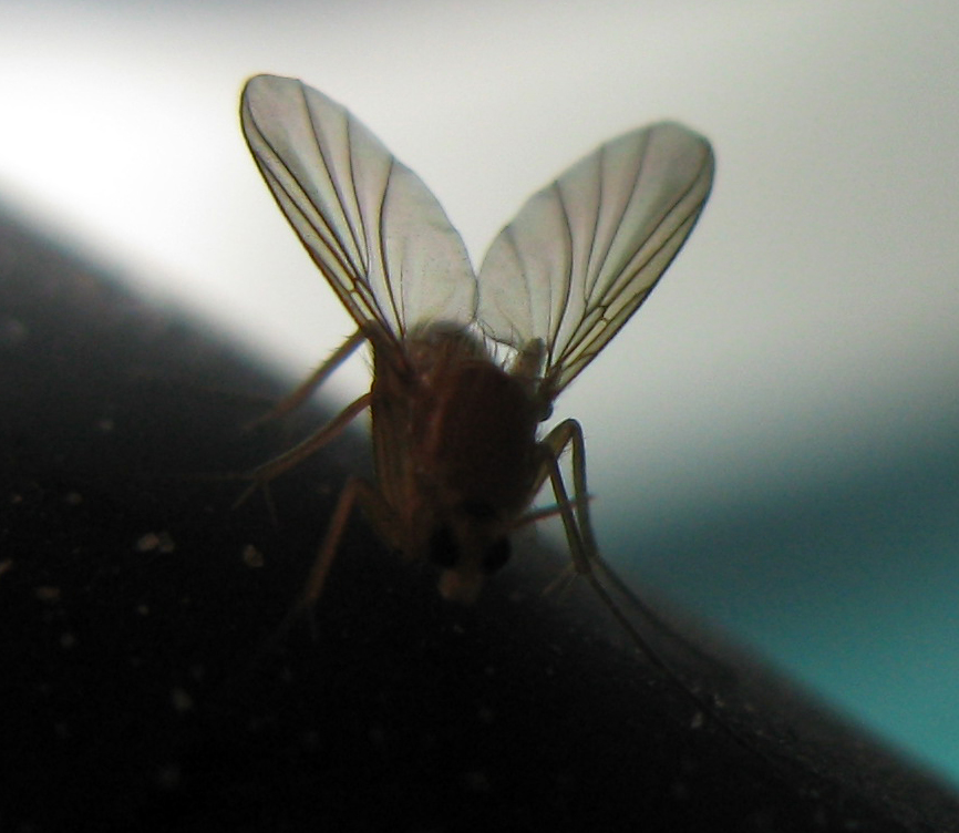Mycetophila fungorum presumo