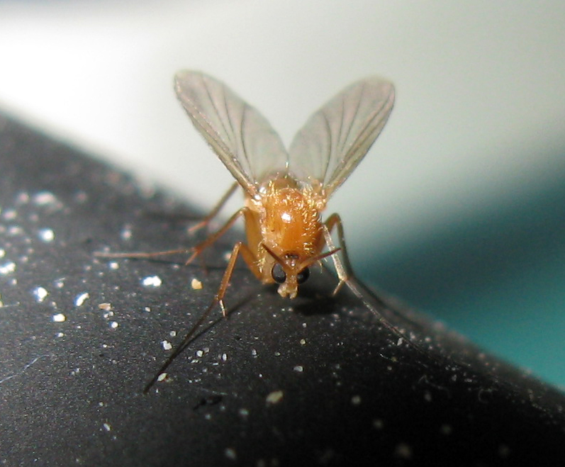 Mycetophila fungorum presumo