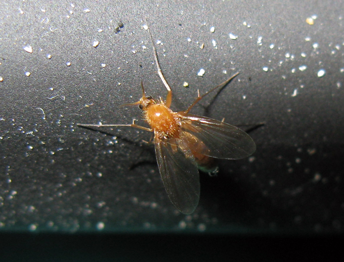 Mycetophila fungorum presumo