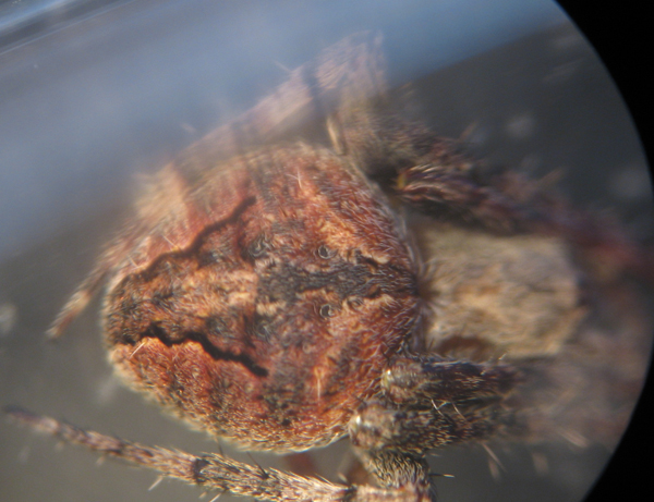 Appello per ragno (Neoscona subfusca?)