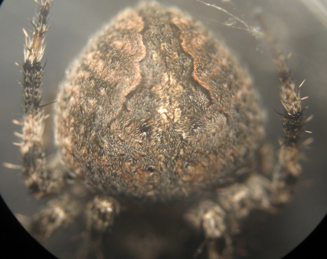 Appello per ragno (Neoscona subfusca?)