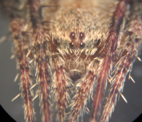 Appello per ragno (Neoscona subfusca?)