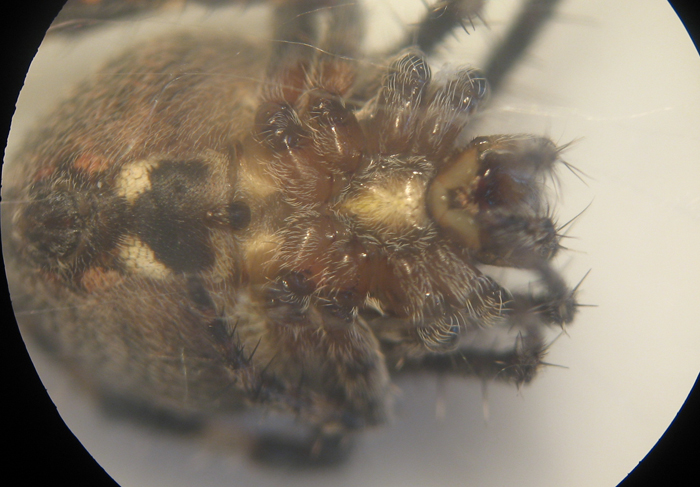 Appello per ragno (Neoscona subfusca?)