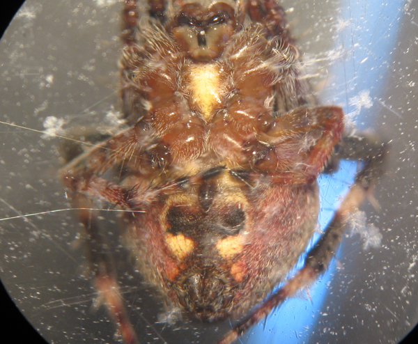 Appello per ragno (Neoscona subfusca?)