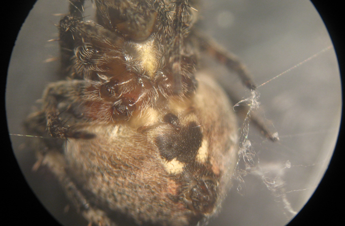 Appello per ragno (Neoscona subfusca?)