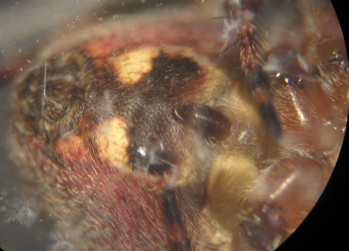 Appello per ragno (Neoscona subfusca?)