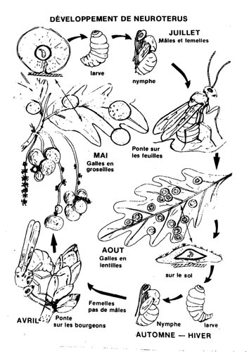 Cynips quercusfolii ...