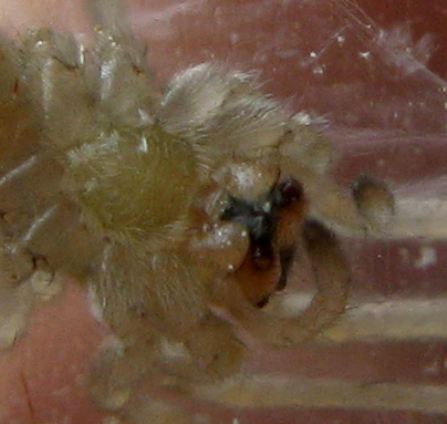 Cheiracanthium sp.