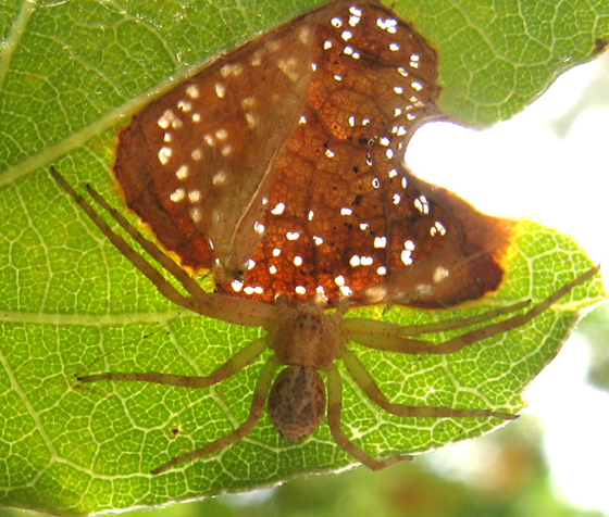 Philodromus sp.