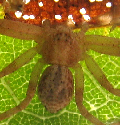 Philodromus sp.