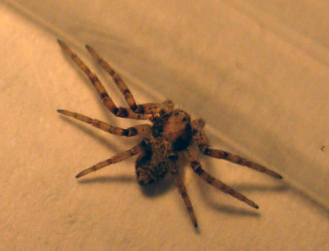 Philodromus sp.