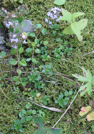 Piccolo fiore da riconoscere - Thymus gr. serpyllum