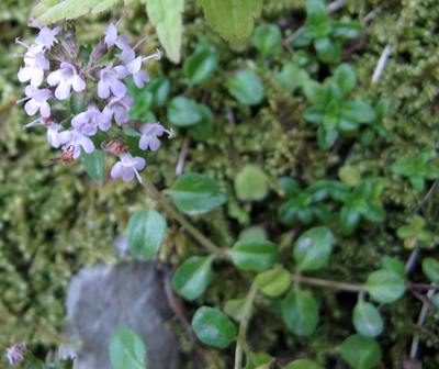 Piccolo fiore da riconoscere - Thymus gr. serpyllum
