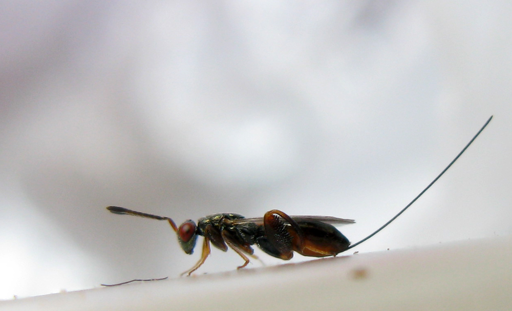 Podagrion sp. (Torymidae Chalcidoidea)